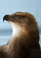 Raubvogel