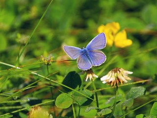 Schmetterling Bläuling 03
