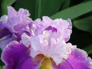 Deurstickers bloem van een iris © Tatiana