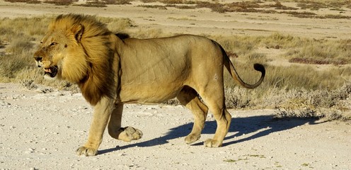 Lion gueule ouverte marchant vers la gauche