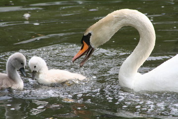 Obraz premium Angriff