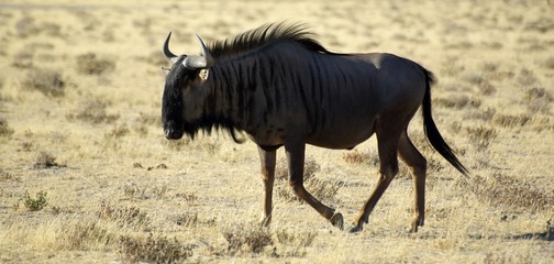 Gnou vue de profil marchant dans la brousse © Sahara Nature