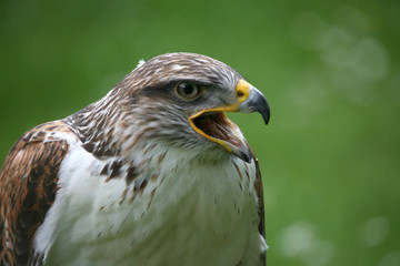 Königsrauhfußbussard