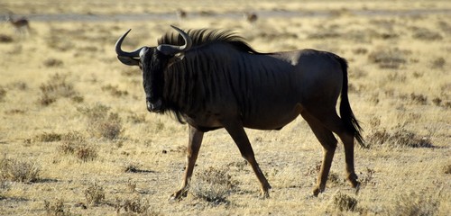 Gnou vu de profil dans la brousse © Sahara Nature