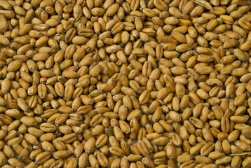 Wheat grain