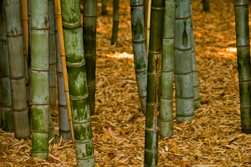 Bamboo