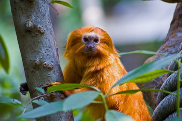 Golden Tamarin Monkey