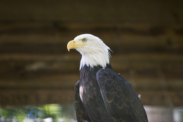 eagle