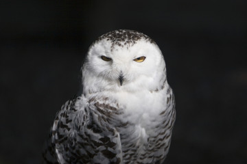 owl