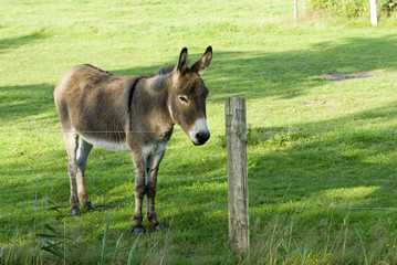 light-brown donkey