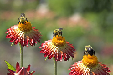 bumblebee on a flower