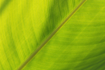 green leaf in the parks