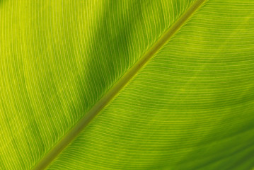 green leaf in the parks