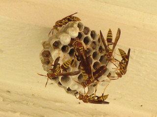 Wasp Nest