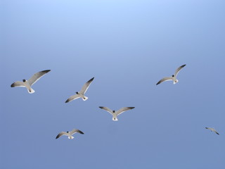 Fototapeta premium seagulls