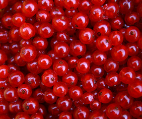 red currants