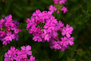 violet flowers 