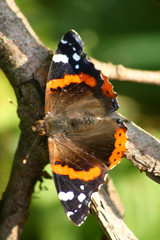 Butterfly on the branch