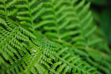 leaves of fern