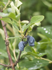honeysuckle
