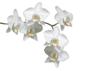 Naklejka na ściany i meble White Orchidee