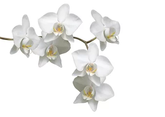 Stickers pour porte Orchidée Orchidée blanche