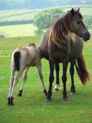 Foal feeding from mother