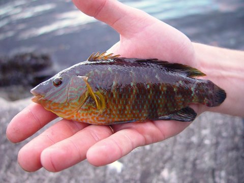 kleiner Lippfisch