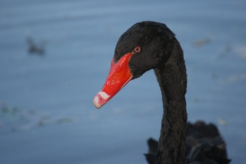 Obraz premium Tête de cygne noir