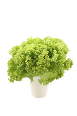 lettuce - lollo bindo