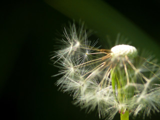 blowball  dandelion  flower
