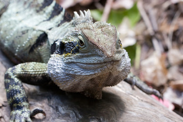 Eastern water dragon