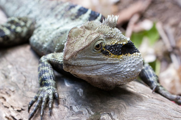Eastern water dragon