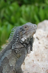 Obraz premium Green Iguana, Bonaire.