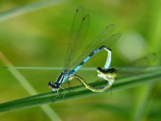 love dragonfly