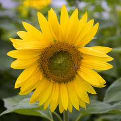 Sonnenblume