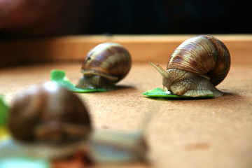snails