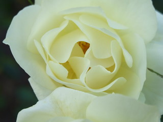 Flowers © Janeiros