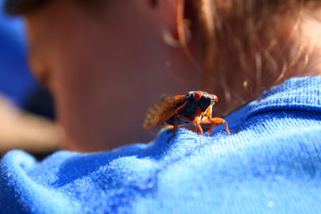 Cicada on Shoulder