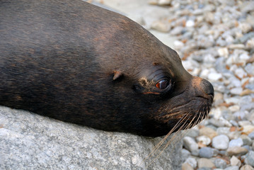 Der nächste Fisch ist mein