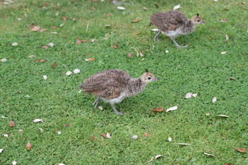 peacock chicks