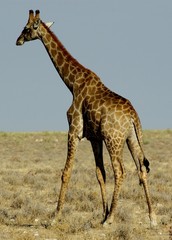 Girafe vue de dos - Etosha - Namibie