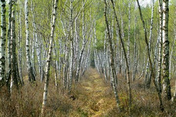 Obraz premium forest 14