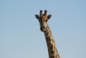 Obraz premium Girafe - Namibie