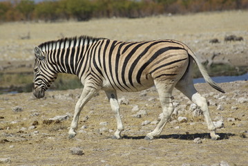 Zèbre se rendant au point d'eau - Etosha