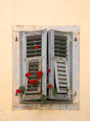 Very old window with geraniums growing through the shutters