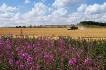 fireweed and harvester
