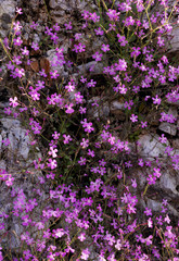 Wild violet flowers on rock (Aubrietia)