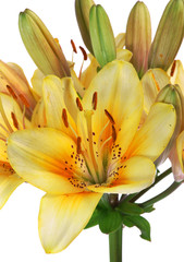 The yellow tiger's lilly