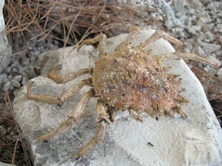 crab on stone